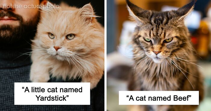 53 Times People Heard Such Brilliant And Bizarre Pet Names That They Just Had To Share
