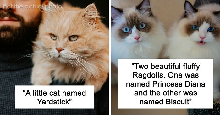 53 Times People Heard Such Brilliant And Bizarre Pet Names That They Just Had To Share