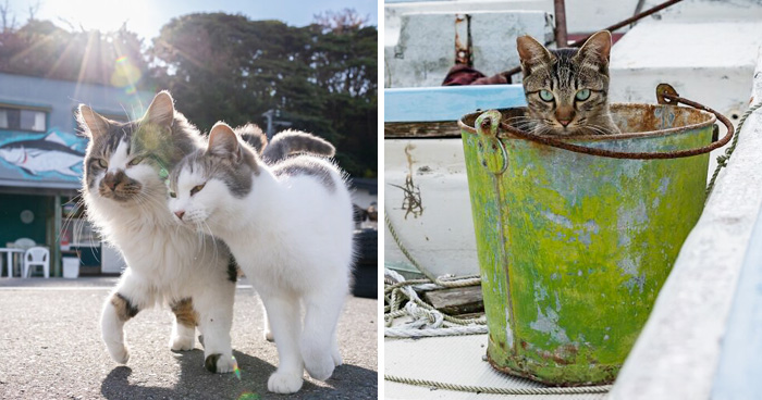 Masayuki Oki’s 37 Latest Street Cat Photos Perfectly Capture The Chaos Of Feline Life