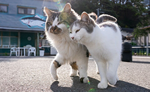 Masayuki Oki’s 37 Latest Street Cat Photos Perfectly Capture The Chaos Of Feline Life