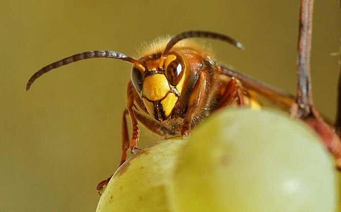 Close-up of a hornet on a grape, showing nature's instant justice.