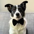 bow-tie-dog-6a55f07a79f2d.jpg
