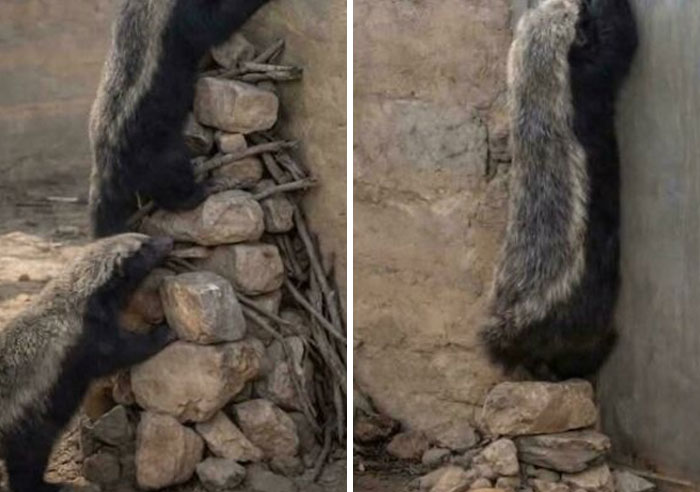 A funny image of a badger squeezing through a tight crevice in a stone wall, showcasing unpredictable sentences.