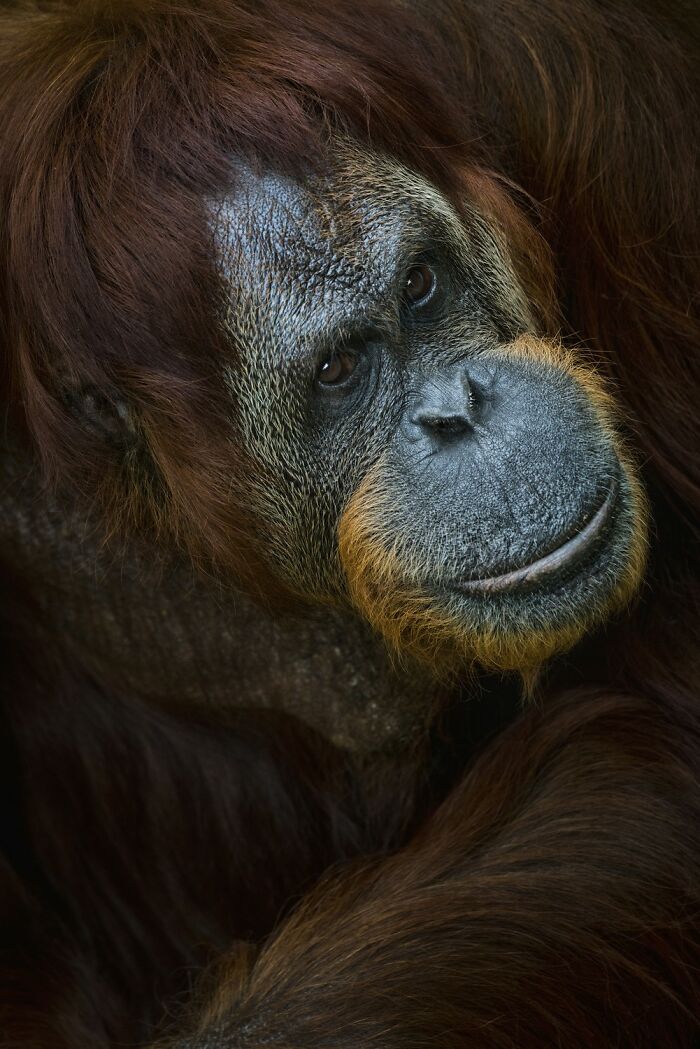 Domestic Animals Category, Honorable Mention: "Feeling Blue" By Shawna Hinkel