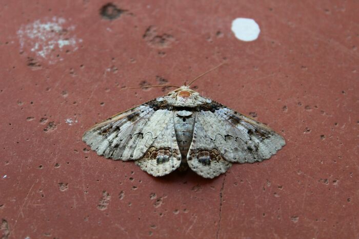 A detailed close-up of a grey and brown moth on a reddish surface, part of disturbing facts.