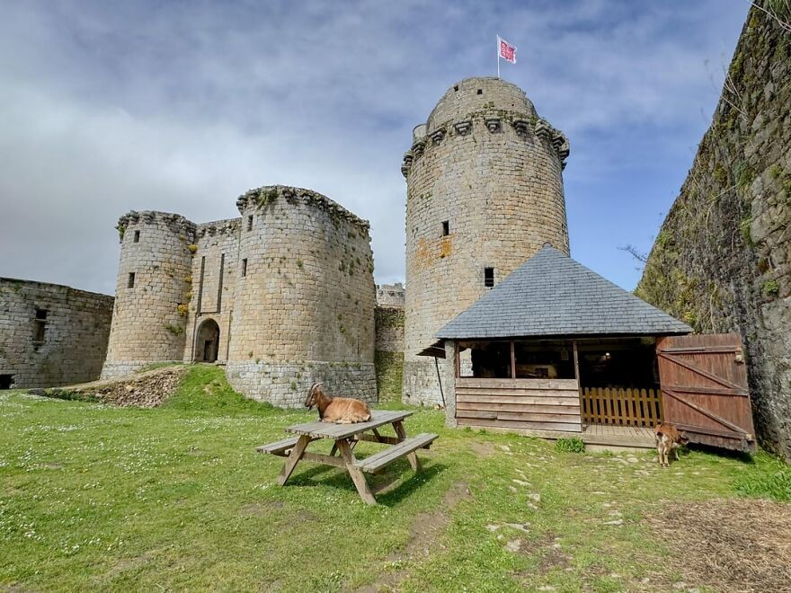 Goat resting on a picnic table inside the walls of a beautiful and interesting castle with a tall round tower.