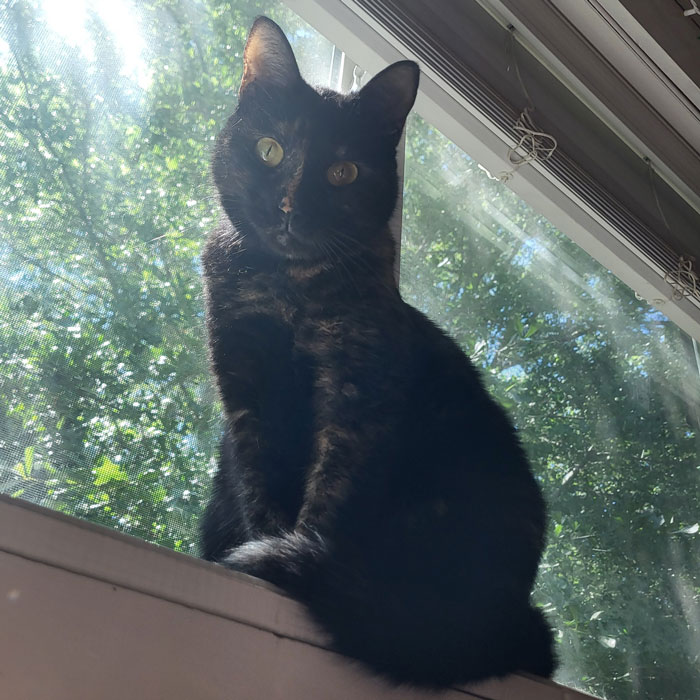 A cat sitting on a windowsill, unrelated to the mom's long-lost $6K. A cat sitting on a windowsill, unrelated to the mom's long-lost $6K.