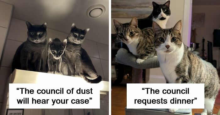 “Council Of Cats”: 80 Hilariously Adorable Cats Caught Planning Their Next Move (New Pics)