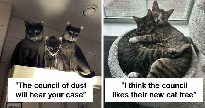 “Council Of Cats”: 80 Hilariously Adorable Cats Caught Planning Their Next Move (New Pics)