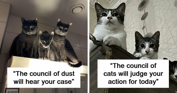 “Council Of Cats”: 80 Hilariously Adorable Cats Caught Planning Their Next Move (New Pics)