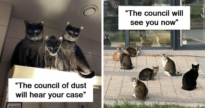 “Council Of Cats”: 80 Hilariously Adorable Cats Caught Planning Their Next Move (New Pics)