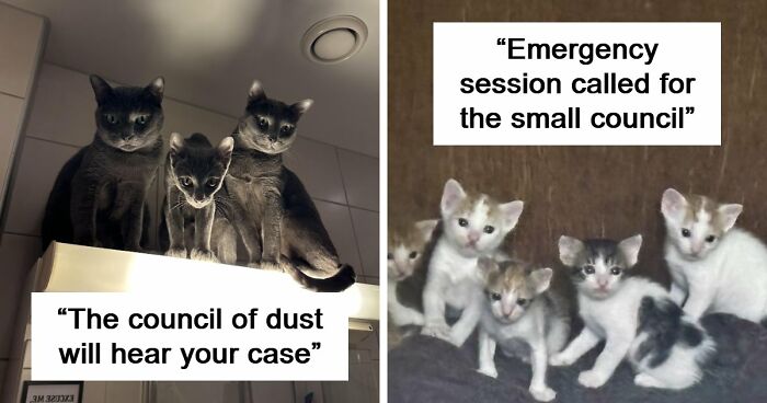 “Council Of Cats”: 80 Hilariously Adorable Cats Caught Planning Their Next Move (New Pics)