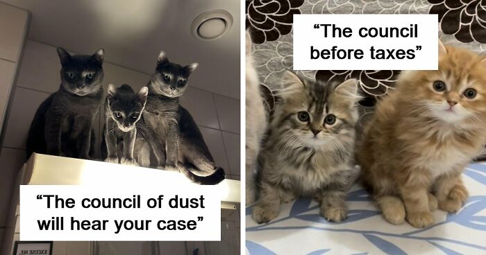 “Council Of Cats”: 80 Hilariously Adorable Cats Caught Planning Their Next Move (New Pics)