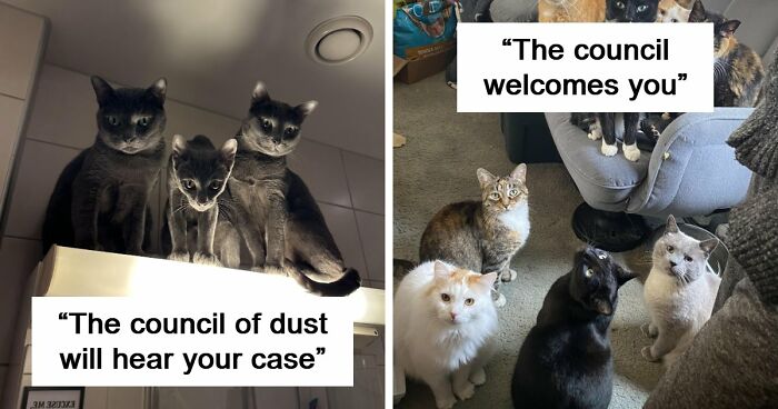 “Council Of Cats”: 80 Hilariously Adorable Cats Caught Planning Their Next Move (New Pics)