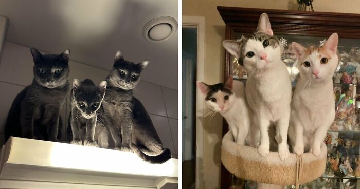 “Council Of Cats”: 80 Hilariously Adorable Cats Caught Planning Their Next Move (New Pics)