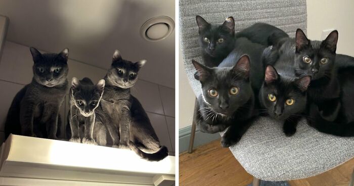 “Council Of Cats”: 80 Hilariously Adorable Cats Caught Planning Their Next Move (New Pics)