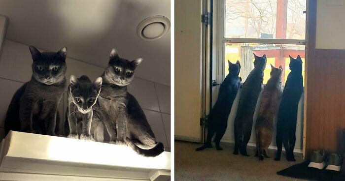 “Council Of Cats”: 80 Hilariously Adorable Cats Caught Planning Their Next Move (New Pics)