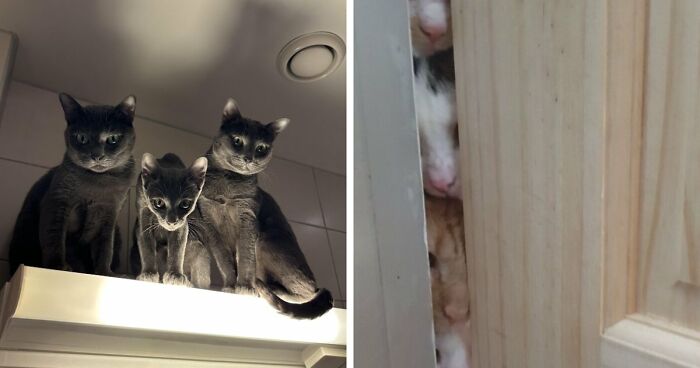 “Council Of Cats”: 80 Hilariously Adorable Cats Caught Planning Their Next Move (New Pics)