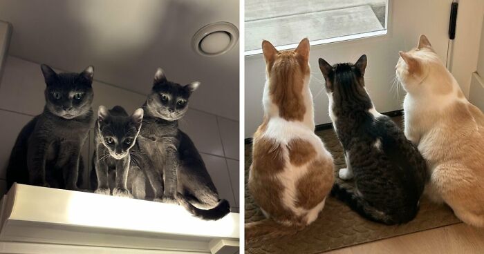 “Council Of Cats”: 80 Hilariously Adorable Cats Caught Planning Their Next Move (New Pics)
