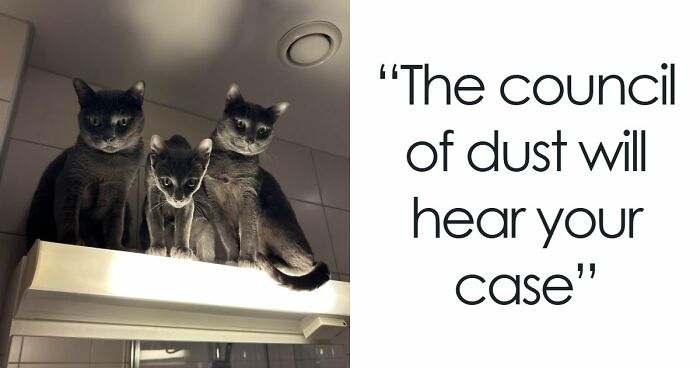“Council Of Cats”: 80 Hilariously Adorable Cats Caught Planning Their Next Move (New Pics)