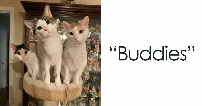 “Council Of Cats”: 80 Hilariously Adorable Cats Caught Planning Their Next Move (New Pics)