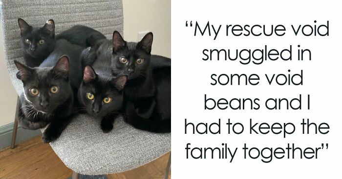 “Council Of Cats”: 80 Hilariously Adorable Cats Caught Planning Their Next Move (New Pics)