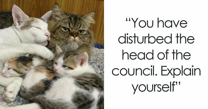 “Council Of Cats”: 80 Hilariously Adorable Cats Caught Planning Their Next Move (New Pics)