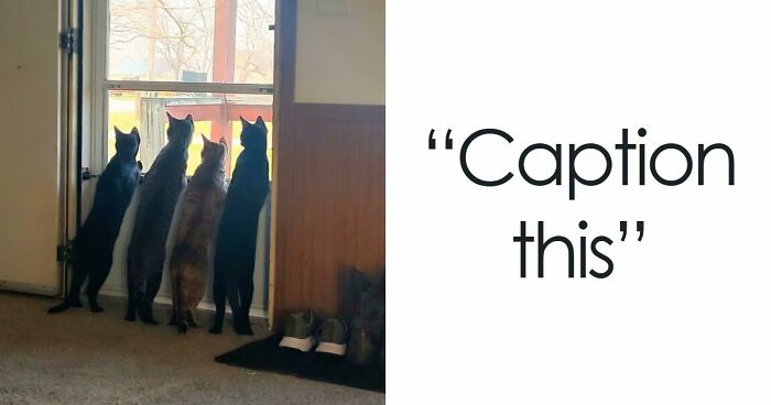 “Council Of Cats”: 80 Hilariously Adorable Cats Caught Planning Their Next Move (New Pics)