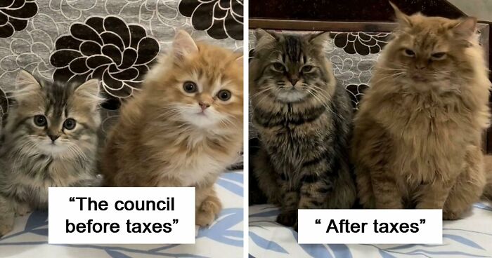 “Council Of Cats”: 80 Hilariously Adorable Cats Caught Planning Their Next Move (New Pics)