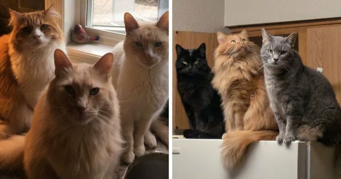 “Council Of Cats”: 80 Hilariously Adorable Cats Caught Planning Their Next Move (New Pics)