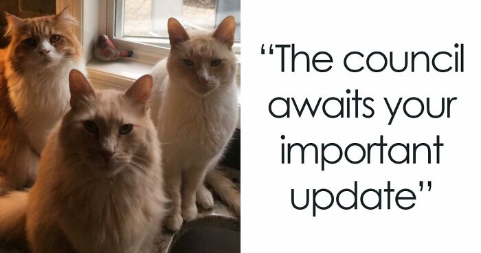 “Council Of Cats”: 80 Hilariously Adorable Cats Caught Planning Their Next Move (New Pics)