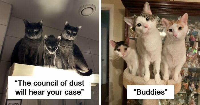 “Council Of Cats”: 80 Hilariously Adorable Cats Caught Planning Their Next Move (New Pics)