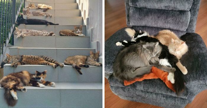 “Council Of Cats”: 80 Hilariously Adorable Cats Caught Planning Their Next Move (New Pics)