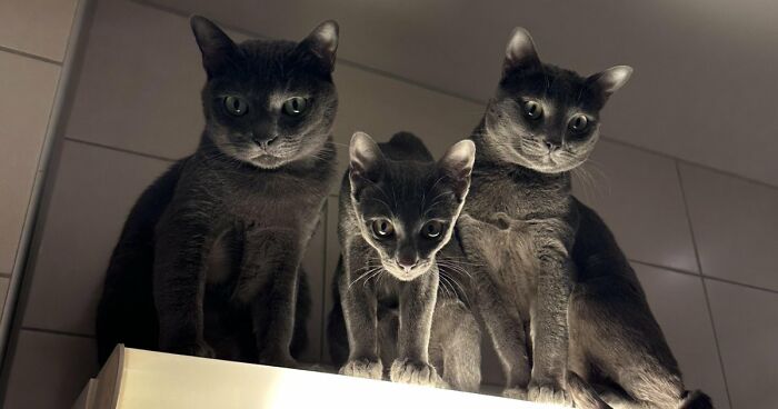 “Council Of Cats”: 80 Hilariously Adorable Cats Caught Planning Their Next Move (New Pics)