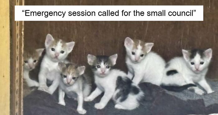 “Council Of Cats”: 80 Hilariously Adorable Cats Caught Planning Their Next Move (New Pics)