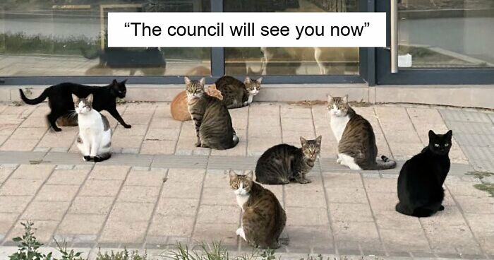 “Council Of Cats”: 80 Hilariously Adorable Cats Caught Planning Their Next Move (New Pics)