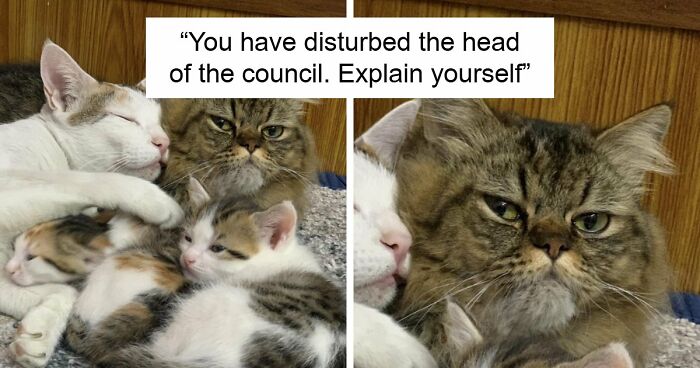 “Council Of Cats”: 80 Hilariously Adorable Cats Caught Planning Their Next Move (New Pics)
