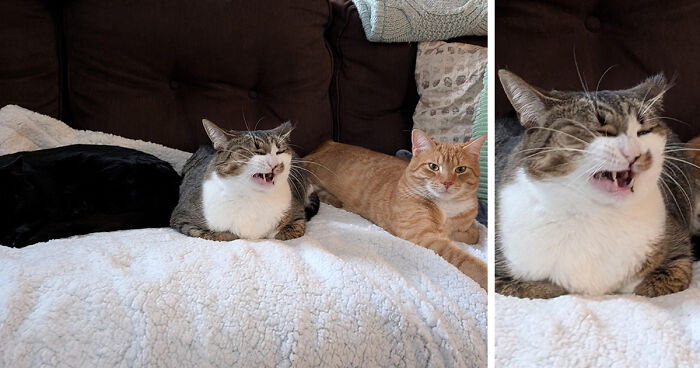 “Council Of Cats”: 80 Hilariously Adorable Cats Caught Planning Their Next Move (New Pics)