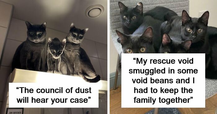 “Council Of Cats”: 80 Hilariously Adorable Cats Caught Planning Their Next Move (New Pics)