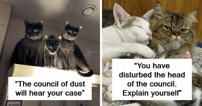 “Council Of Cats”: 80 Hilariously Adorable Cats Caught Planning Their Next Move (New Pics)