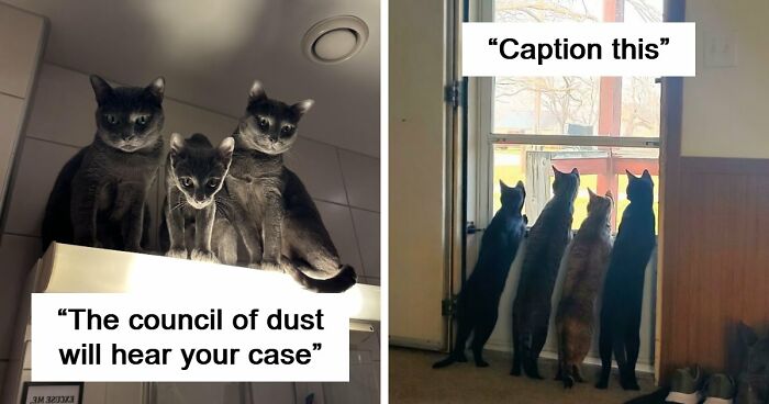 “Council Of Cats”: 80 Hilariously Adorable Cats Caught Planning Their Next Move (New Pics)