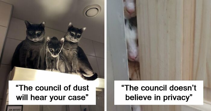“Council Of Cats”: 80 Hilariously Adorable Cats Caught Planning Their Next Move (New Pics)