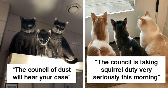 “Council Of Cats”: 80 Hilariously Adorable Cats Caught Planning Their Next Move (New Pics)