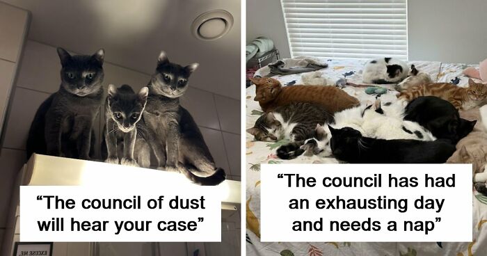 “Council Of Cats”: 80 Hilariously Adorable Cats Caught Planning Their Next Move (New Pics)