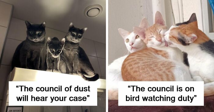 “Council Of Cats”: 80 Hilariously Adorable Cats Caught Planning Their Next Move (New Pics)