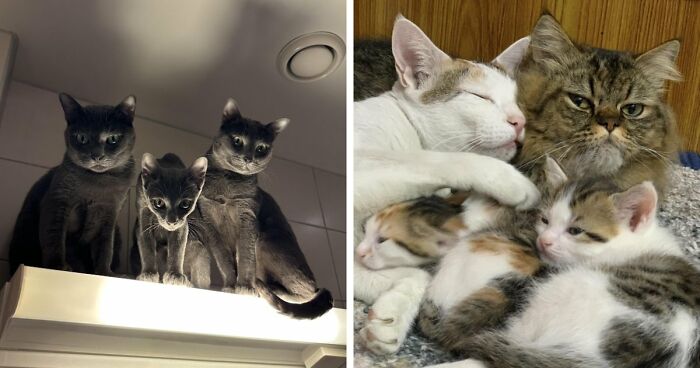 “Council Of Cats”: 80 Hilariously Adorable Cats Caught Planning Their Next Move (New Pics)