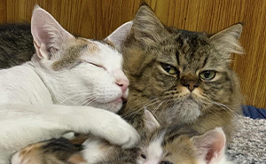 “Council Of Cats”: 80 Hilariously Adorable Cats Caught Planning Their Next Move (New Pics)