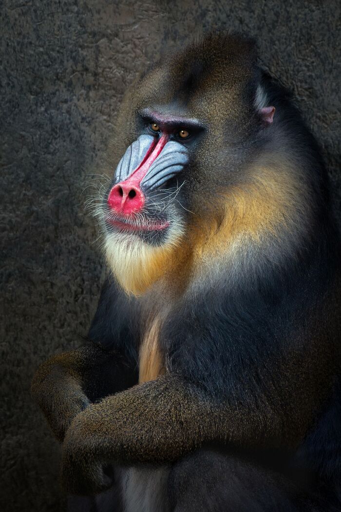 Domestic Animals Category, Nominee: "Carnival King" By Shawna Hinkel