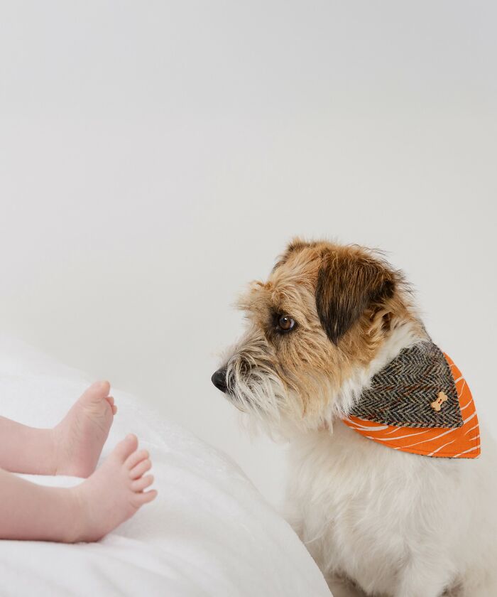 Domestic Animals Category, Nominee: "Guard Dog" By Alie Calvert
