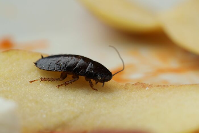 A cockroach on a piece of apple, symbolizing failed health inspections.